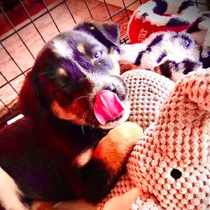 Meet your Posher, Dogs